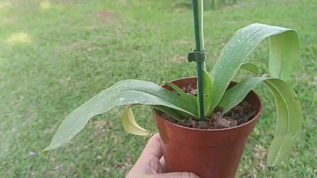 Vídeo de Orquidário Wolf