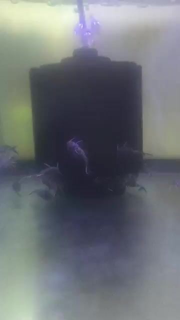 Video de ReefLand Aquario