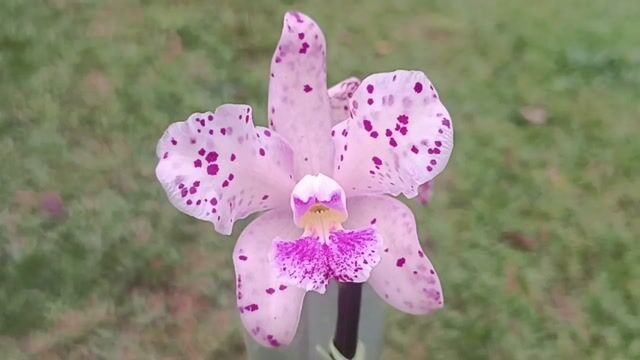 Vídeo de Orquidário Wolf