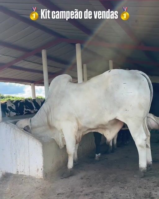 Vídeo de CORRENTE TIJOLINHO LONG 5MM + PINGENTE FACE DO BOI (MOEDA ANTIGA)