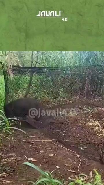 Vídeo de Javali 4.0