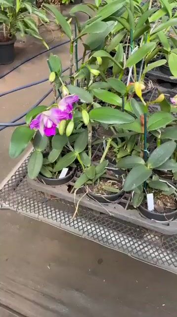 Video de Flor Orquídea Cattleya Intermedia Flamea – com flores em 24.08.26