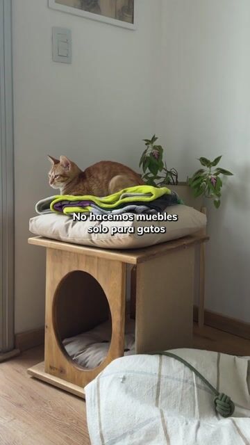 Video de MODELO BENGALÍ