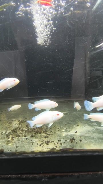 Video de ReefLand Aquario