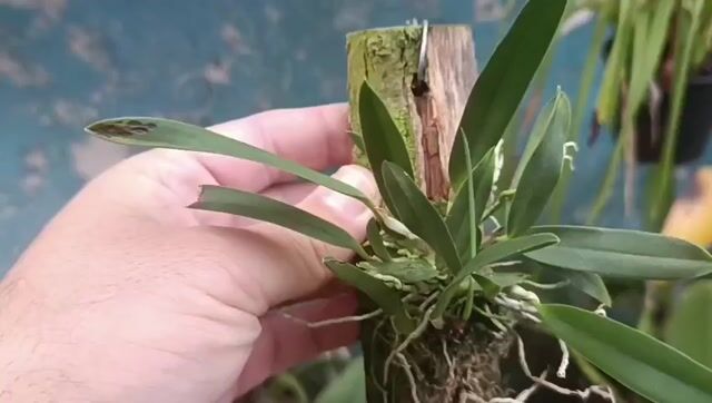 Vídeo de Orquidário Wolf