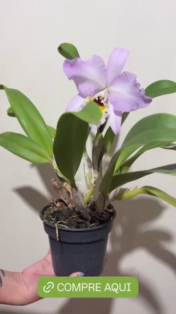 Vídeo de Orquidário Frutal 