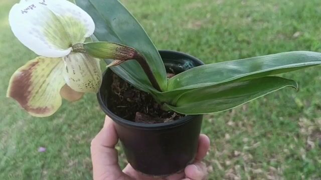 Vídeo de Orquidário Wolf