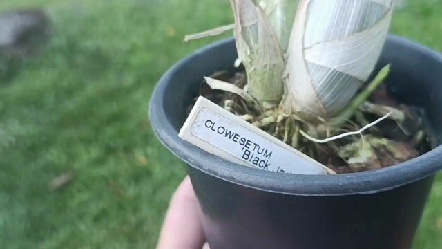 Vídeo de Orquidário Wolf