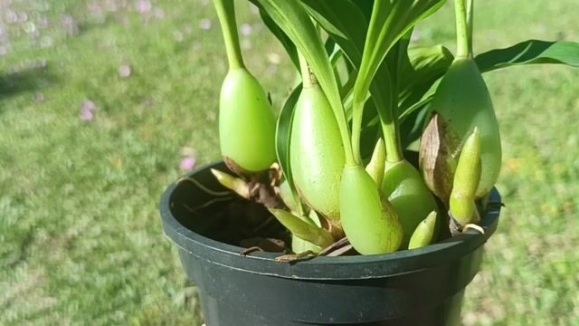 Vídeo de Orquidário Wolf