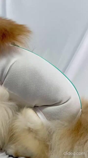 Vídeo de Roupa Pós Cirúrgica para Cachorro Castração Branca Macho UV