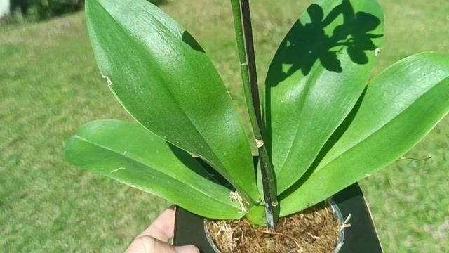 Vídeo de Orquidário Wolf