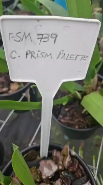 Vídeo de Orquidário Wolf