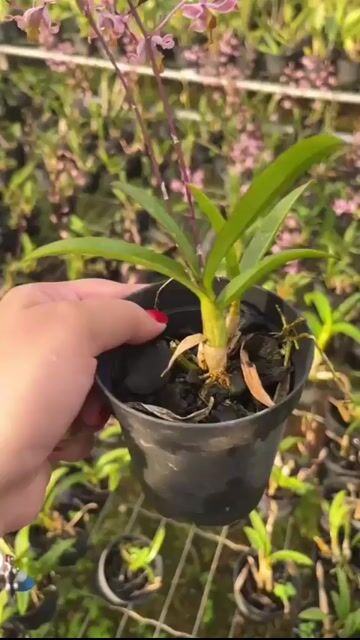 Vídeo de dendrobium Penang little magic raro