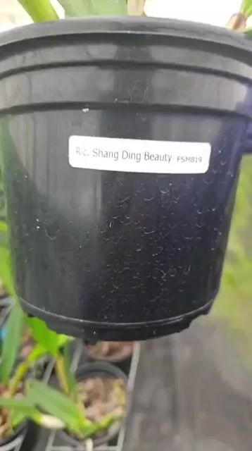 Vídeo de Orquidário Wolf