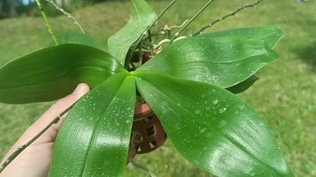 Vídeo de Orquidário Wolf