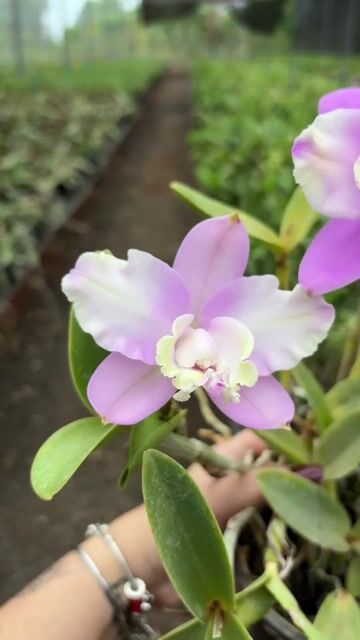 Vídeo de Cattleya loddigesii var. aquinii 'Charley touceira