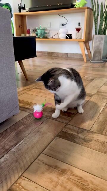 Video de TRICAS MASCOTAS