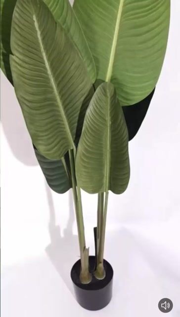 Video de Planta Artificial PREMIUM Strelitzia Nicolai 120 cm