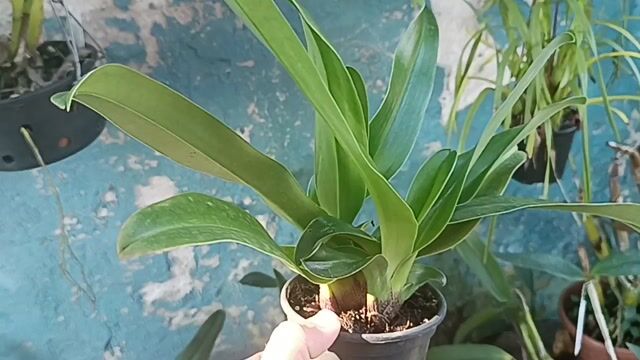 Vídeo de Orquidário Wolf