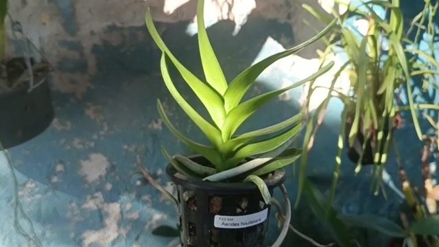 Vídeo de Orquidário Wolf