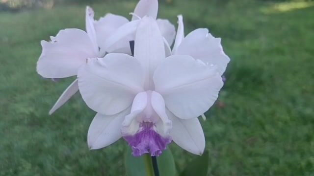 Vídeo de Orquidário Wolf