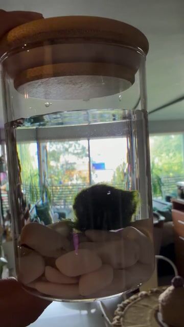Video de cactuseriamx