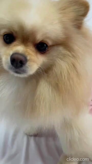Vídeo de Roupa Pós Cirúrgica Para Cachorro Fêmea UV Salmão Raposa