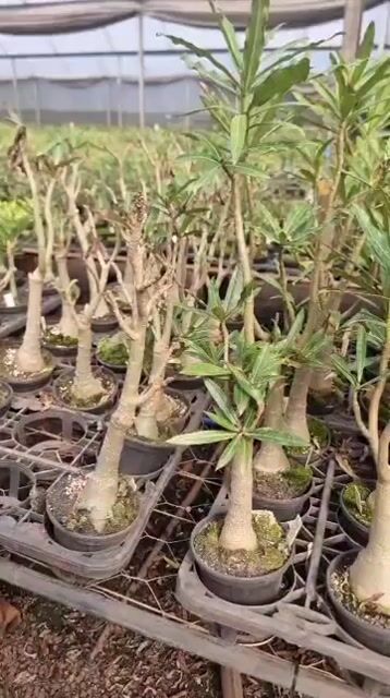 Vídeo de ÍTALO BRAGA - LOJA VIRTUAL DE ROSAS DO DESERTO 