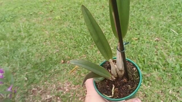 Vídeo de Orquidário Wolf