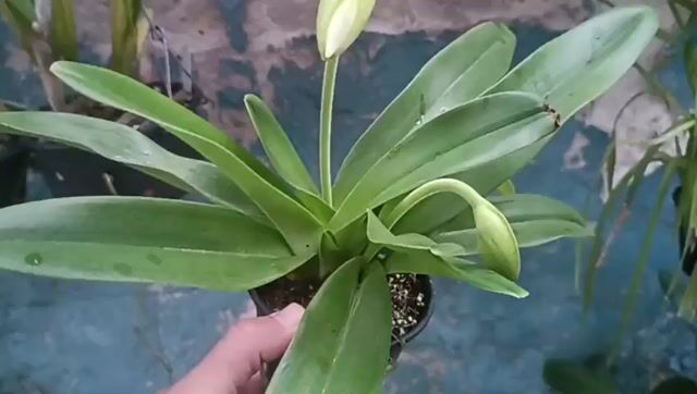 Vídeo de Orquidário Wolf