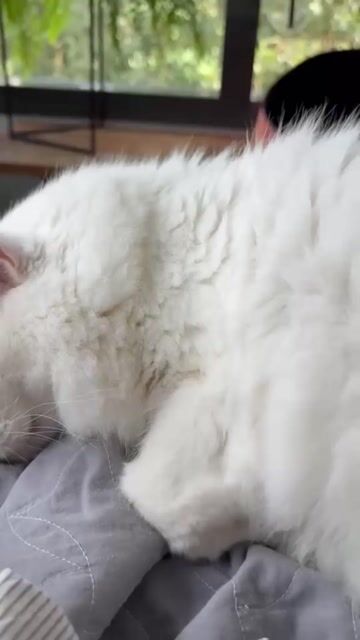 Vídeo de Combo Galeto + Catnip Orgânico Super Premium 10g