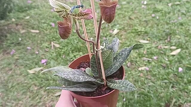 Vídeo de Orquidário Wolf
