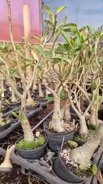 Vídeo de ÍTALO BRAGA - LOJA VIRTUAL DE ROSAS DO DESERTO 