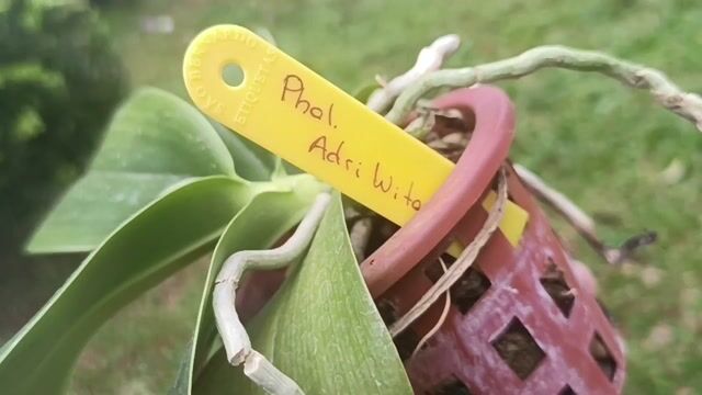 Vídeo de Orquidário Wolf