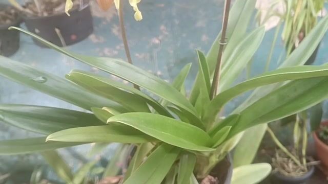 Vídeo de Orquidário Wolf