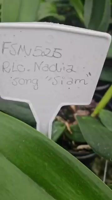 Vídeo de Orquidário Wolf