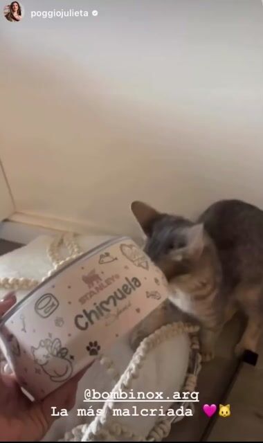 Video de LÍNEA MASCOTAS CHIMU JULIPO ✨: PET BOWL STANLEY| 709 ml FULL PERSONALIZADO - BY JULIPO