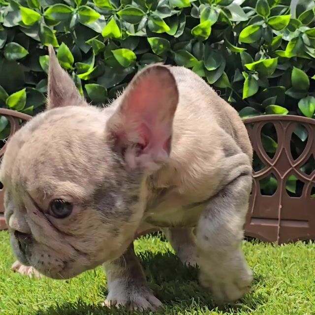 Video de Bulldog Francés Blue merle Big Rope Hembra