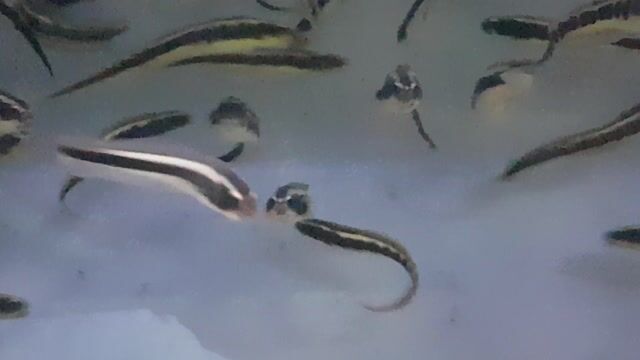 Video de Pholidichthys leucotaenia