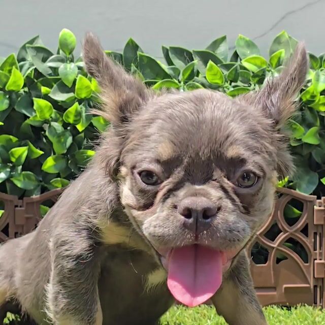 Video de Bulldog Francés Lilac and Tan fluffy Hembra