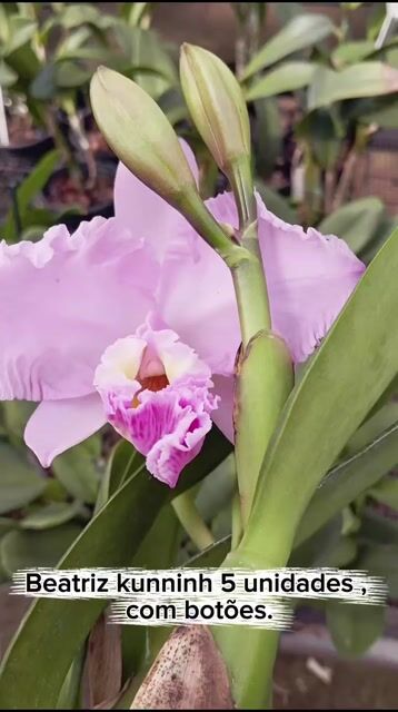 Video de Orquídea Cattleya Beatriz kunninh com. Botão em 16.09.26