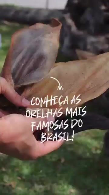 Vídeo de Good Lovin Snacks 