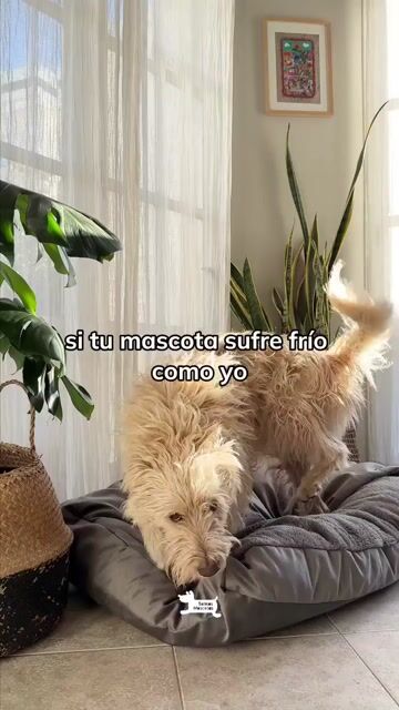Video de Sabias Mascotas