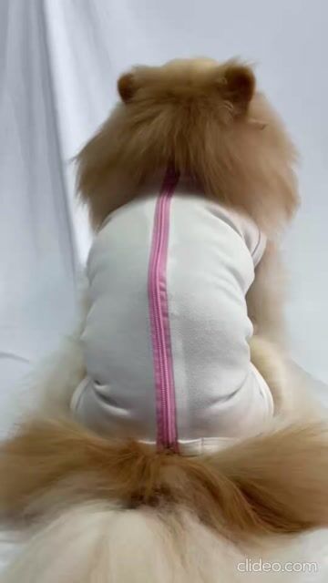 Vídeo de Roupa Pós Cirúrgica para Cachorro Castração Fêmea Branca UV