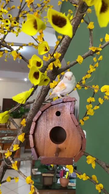 Video de Casinha de Passarinho Caracol