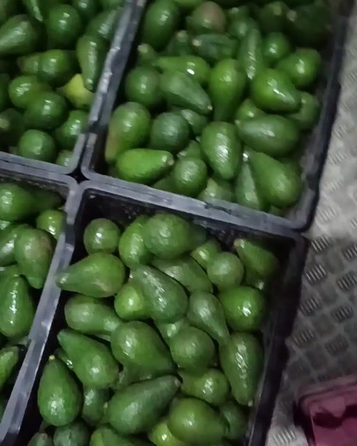 Video de Palta Edranol