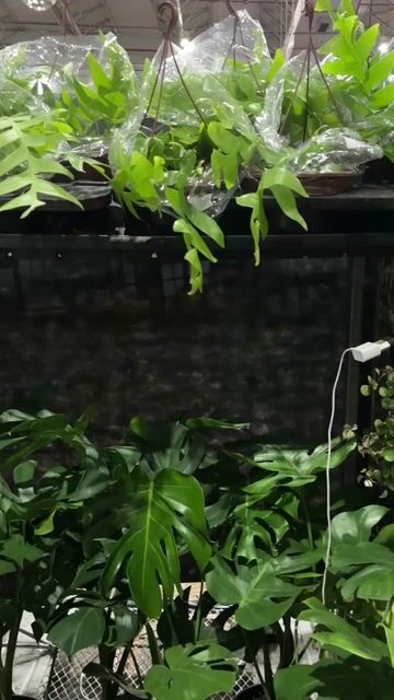 Vídeo de Cacto Samambaia (epiphyllum chrysocardium) - Cuia 21