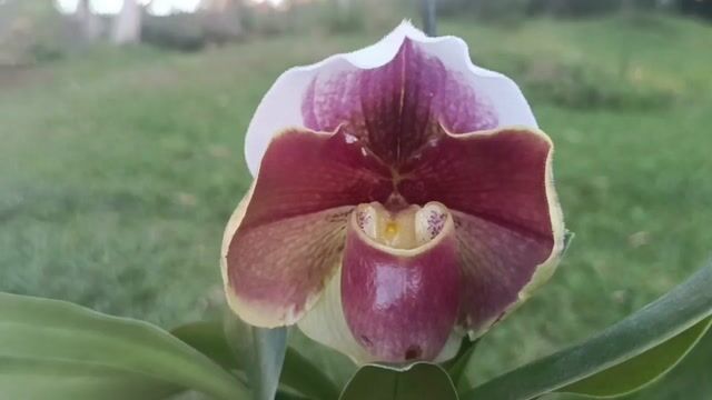 Vídeo de Orquidário Wolf