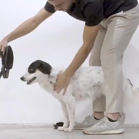 Video de CROKETERRA PET SHOP