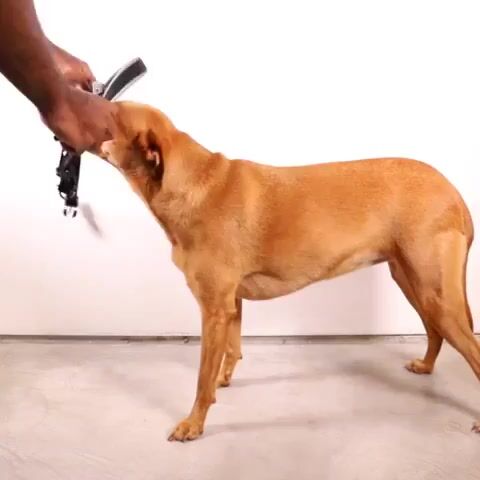 Video de CROKETERRA PET SHOP